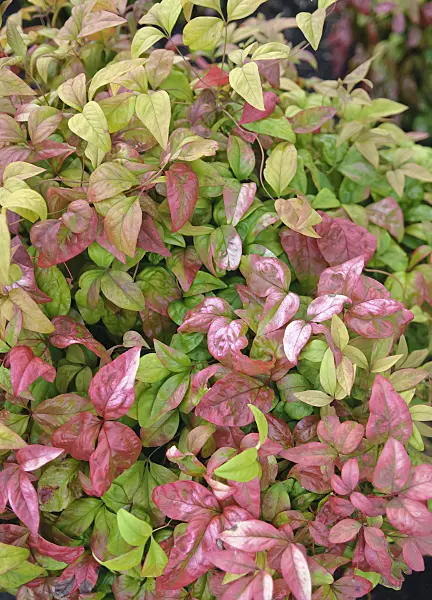 490101 - Bambou sacré (Nandina domestica 'Fire Power')