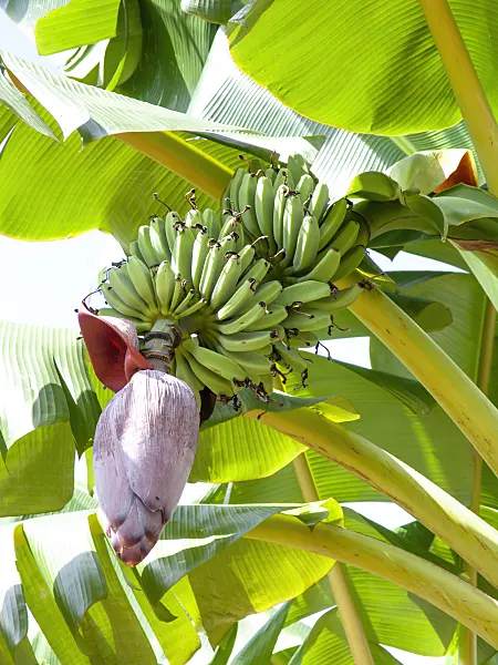 434335 - Banana (Musa acuminata)