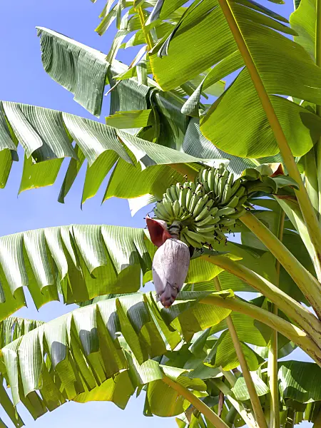 434336 - Banana (Musa acuminata)
