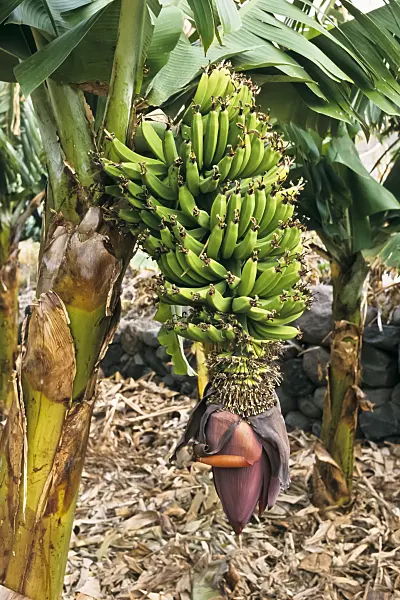 363025 - Banana (Musa x paradisiaca)