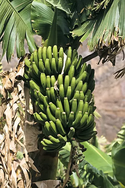 363071 - Banana (Musa x paradisiaca)