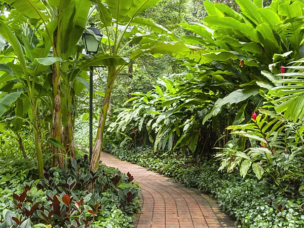 411149 - Bananas (Musa) with tropical plants and paved path in a spice garden, Fort Canning Park, Singapore