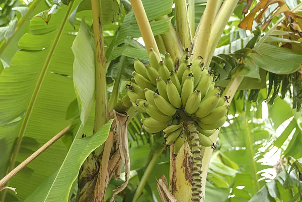 535355 - Banane (Musa acuminata 'Dwarf Cavendish')