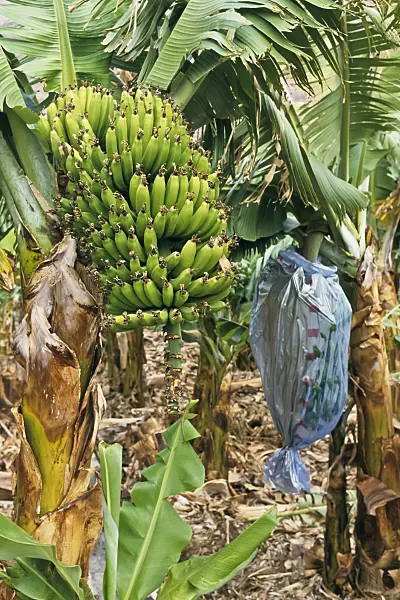 363024 - Banane (Musa x paradisiaca)