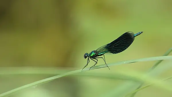 510073 - Banded demoiselle (Calopteryx splendens)