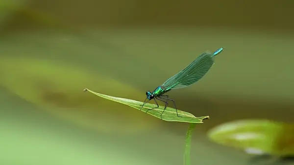 510074 - Banded demoiselle (Calopteryx splendens) swaying on a leaf