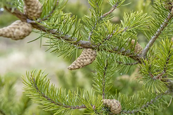 593157 - Banks Kiefer (Pinus banksiana)