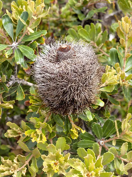 455300 - Banksia (Banksia epica)