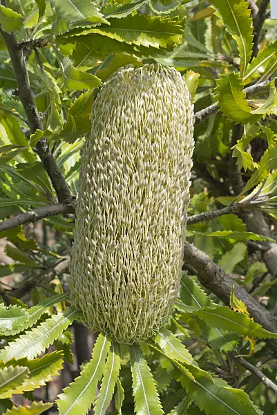 561046 - Banksia (Banksia serrata)