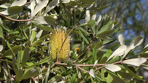 500171 - Banksia des marais (Banksia paludosa)