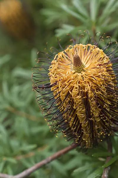 516016 - Banksia épingle à cheveux (Banksia spinulosa)