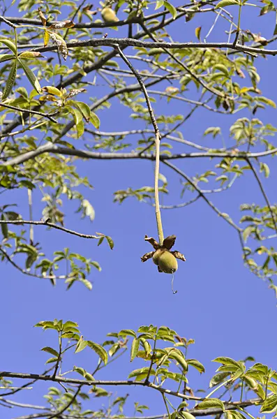 564035 - Baobab (Adansonia digitata)