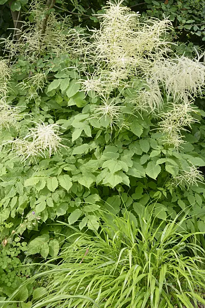 531240 - Barbe de bouc (Aruncus dioicus)