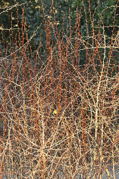 467069 - Barberry (Berberis crataegina)