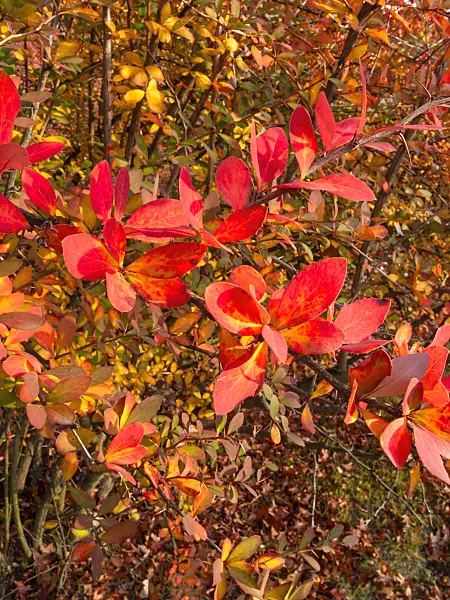 407002 - Barberry (Berberis edgeworthiana)