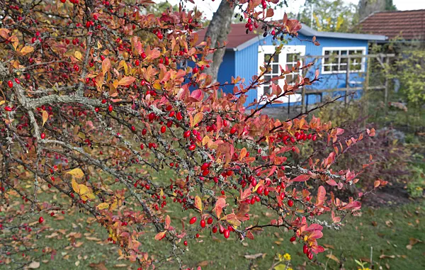 562015 - Barberry (Berberis) in an allotment garden