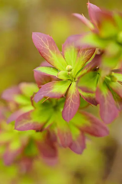 483326 - Barberry (Berberis jaeschkeana)