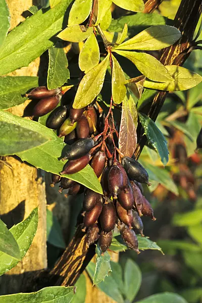 384054 - Barberry (Berberis koehneana)