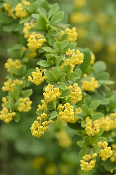 520233 - Barberry (Berberis orientalis)