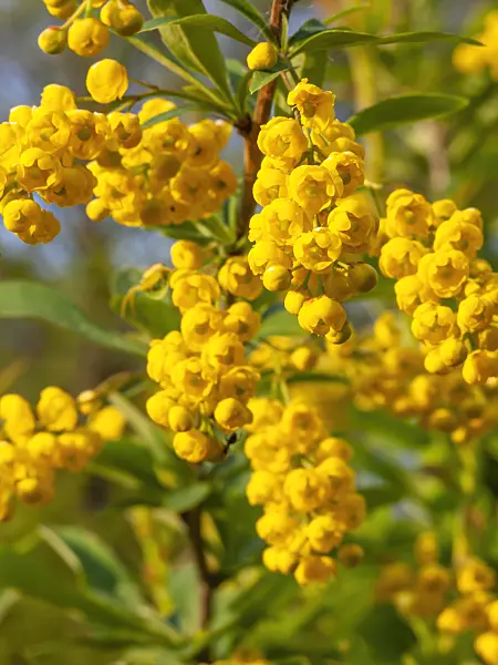 425042 - Barberry (Berberis poiretii)