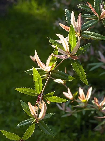 460056 - Barberry (Berberis praecipua)
