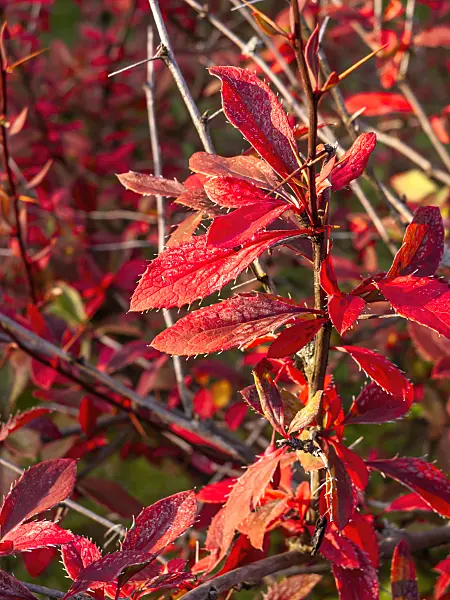 464087 - Barberry (Berberis virescens)