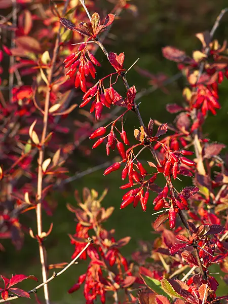 464088 - Barberry (Berberis virescens)