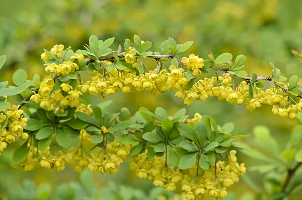 520111 - Barberry (Berberis x ottawensis)