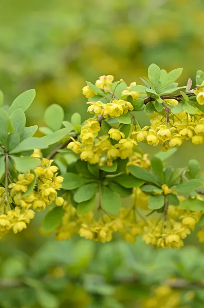 520112 - Barberry (Berberis x ottawensis)