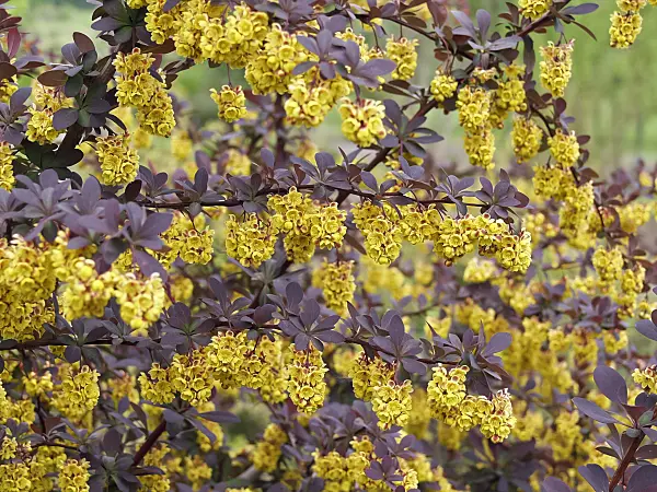 490033 - Barberry (Berberis x ottawensis 'Superba')