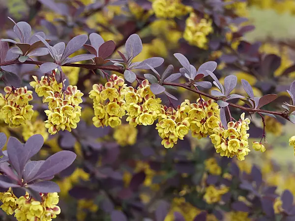 490034 - Barberry (Berberis x ottawensis 'Superba')
