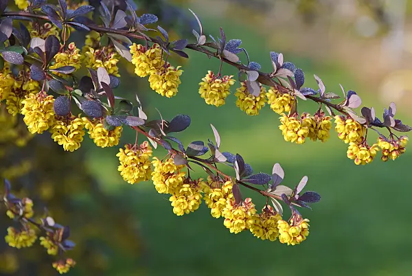502117 - Barberry (Berberis x ottawensis 'Superba')