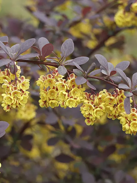 547071 - Barberry (Berberis x ottawensis 'Superba')