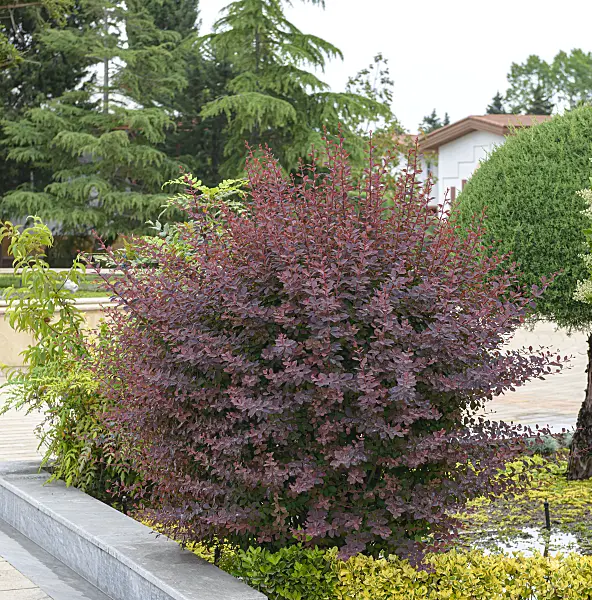 607015 - Barberry (Berberis x ottawensis 'Superba')