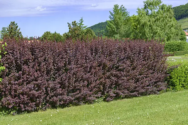 607016 - Barberry (Berberis x ottawensis 'Superba')