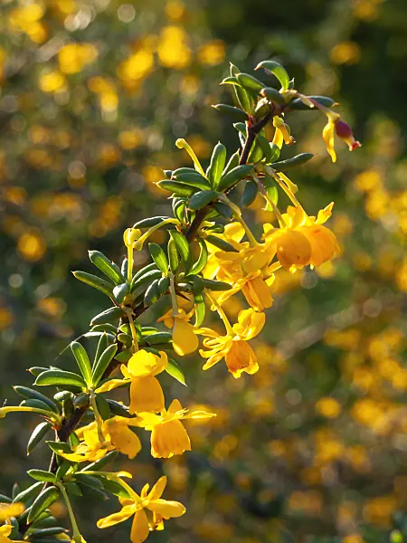 425056 - Barberry (Berberis x stenophylla)