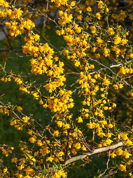 460058 - Barberry (Berberis x stenophylla)