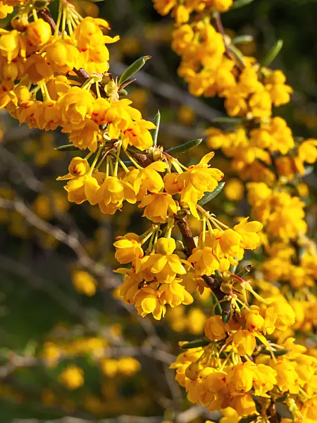 460059 - Barberry (Berberis x stenophylla)