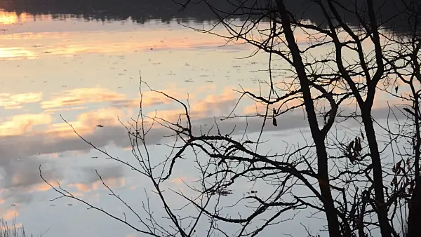502063 - Bare shrub at a forest lake at sunset