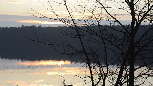 502064 - Bare shrub at a forest lake at sunset
