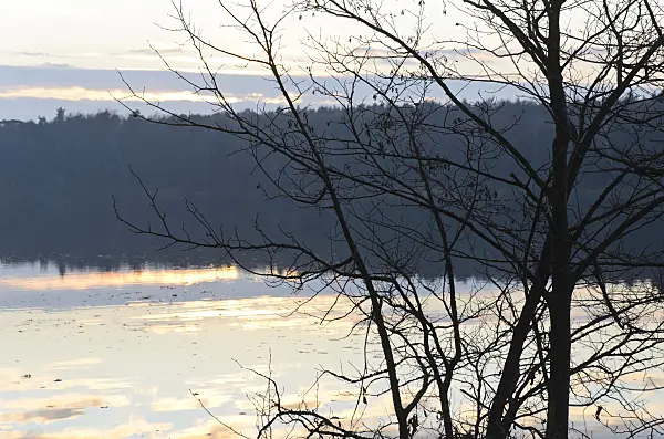 502058 - Bare shrub at a forest lake at sunset, Königswald Nature Reserve, Germany