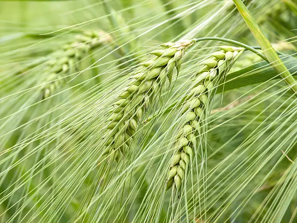 427067 - Barley (Hordeum vulgare)