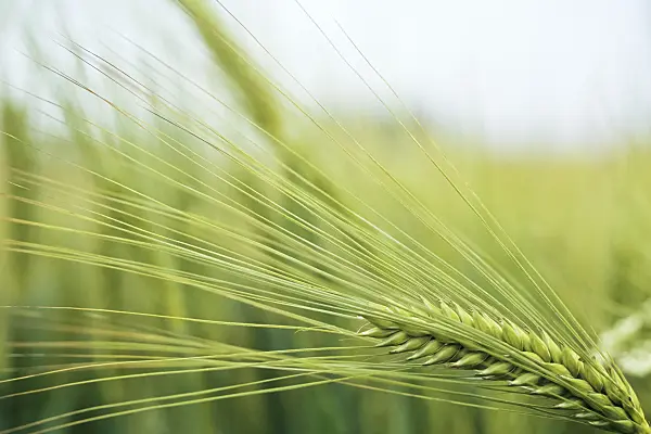 436198 - Barley (Hordeum vulgare)