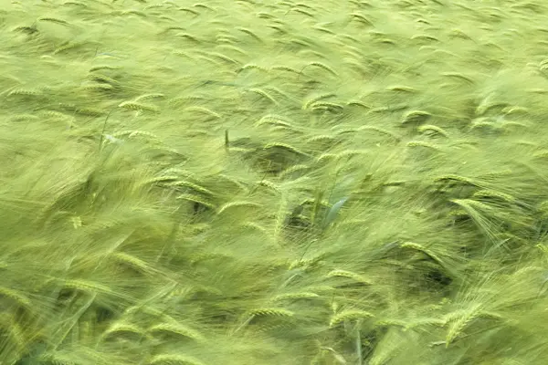 436199 - Barley (Hordeum vulgare)