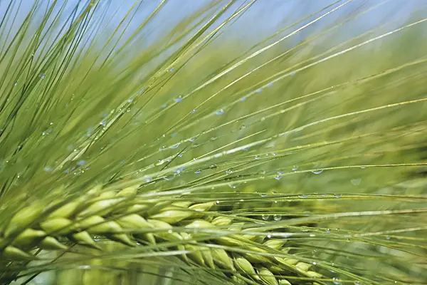 436203 - Barley (Hordeum vulgare)