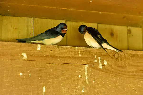 555098 - Barn swallow (Hirundo rustica)