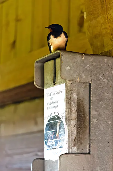555099 - Barn swallow (Hirundo rustica) on a donation box