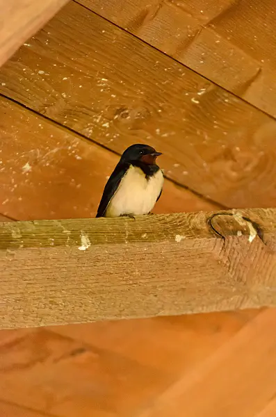 555096 - Barn swallow (Hirundo rustica) sits on a wooden strut under a wooden roof