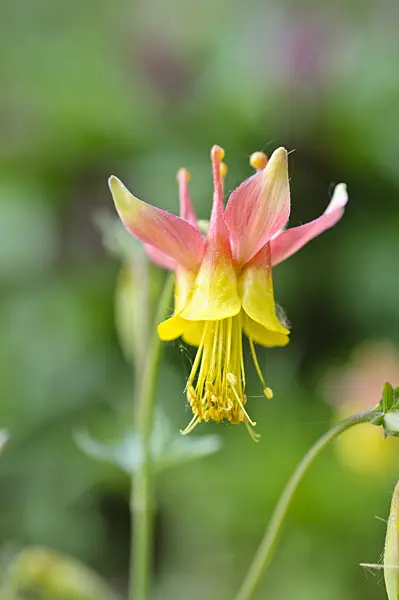 471344 - Barnebys Akelei (Aquilegia barnebyi)