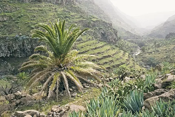 362034 - Barranco de Argaga, La Gomera, Spanien